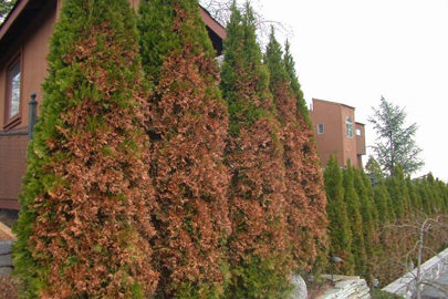 Prevent Winter Damage to Trees and Shrubs